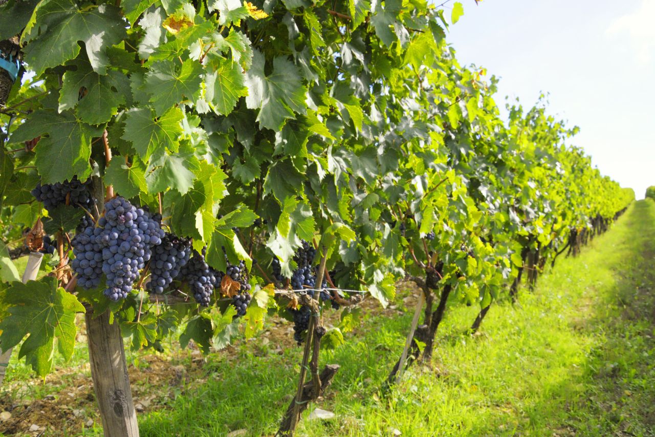 Chianti wine tours, Tuscany vineyard tours, luxury Chianti hotels, Castello di Casole, Chianti wine tasting experience, Tuscany wine region tours